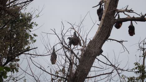 Murciélagos-Frugívoros-Colgados-Boca-Abajo-De-Un-árbol-Durmiendo,-Plano-General,-Día-Maffra,-Victoria,-Australia