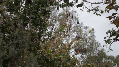 Lots-of-Fruit-Bats-Hanging-Upside-Down-from-Trees-Sleeping,-Windy-Day-time,-Wide-Shot,-Maffra,-Victoria,-Australia