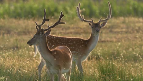 Slow-motion-shot-of-mother-deer-and-baby-with-white-dots-grazing-in-grass-at-sunset---Pollen-flying-in-air