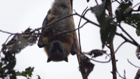 Fruit-Bat-Hanging-Upside-Down-from-Tree-Brach-Yawning,-Close-Up,-Day-time-Maffra,-Victoria,-Australia