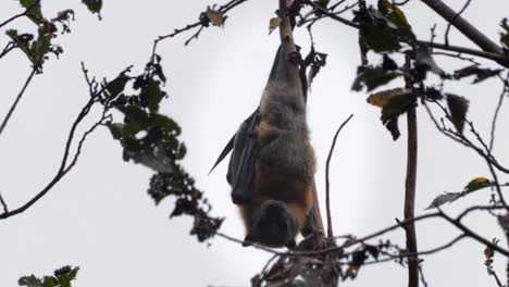 Fruit-Bat-Flying-Fox-Hanging-Upside-Down-from-Tree-Branch,-Close-Up,-Day-time-Maffra,-Victoria,-Australia