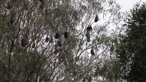 Lots-of-Fruit-Bats-Hanging-Upside-Down-from-Trees-Sleeping