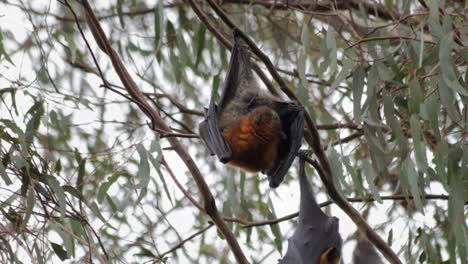 Murciélago-De-Frutas-Zorro-Volador-Colgando-Boca-Abajo-De-La-Rama-De-Un-árbol-Limpiándose