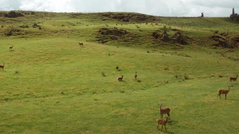 Large-herd-of-Red-Deer-on-hilly-New-Zealand-ranch,-aerial