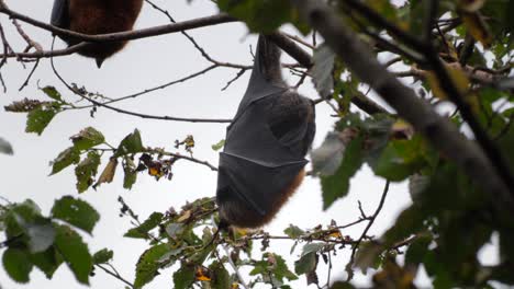 Fruit-Bat-Flying-Fox-Hanging-Upside-Down-from-Tree-Branch-Sleeping,-Close-Up,-Day-time-Maffra,-Victoria,-Australia