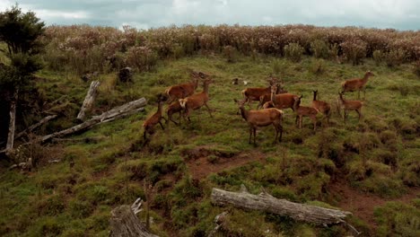 Anxious-female-red-deer-herd-with-offspring-running-uphill-away-from-camera,-aerial