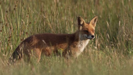 Sly-fox-licking-its-lips-in-tall-grass-of-meadow