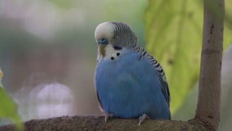 Male-budgerigar,-melopsittacus-undulatus-with-blue-cere,-sleep-peacefully-on-the-tree-branch-in-the-wild,-fluff-up-its-feathers-to-keep-warm,-langkawi-wildlife-park,-kedah,-malaysia,-southeast-asia