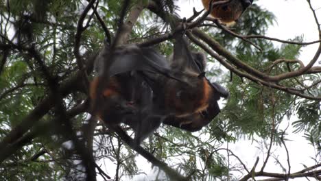 Two-Fruit-Bats-Cleaning-Each-other-Hanging-Upside-Down-from-Tree-Branch,-Day-time-Maffra,-Victoria,-Australia