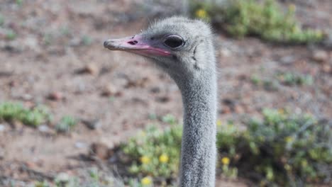 Ostrich-Head-Curiously-Looking-Around-In-Western-Cape,-South-Africa