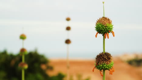 The-plant-species-Leonotis-Nepetifolia,-commonly-known-as-Klip-dagga,-Christmas-candlestick,-or-lion's-ear,-was-blown-by-the-wind-and-blooms-in-the-barren-sand-dune-region