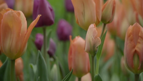 Tulips-Garden-In-The-Springtime.-Slow-mo