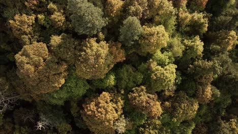 Overhead-Shot-Of-Virgin-Green-Heaven-Forest,-Organic-Environment,-Mexico