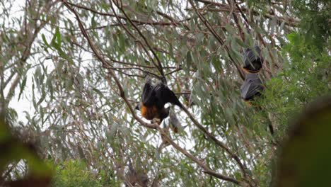Two-Fruit-Bats-Mating-Hanging-Upside-Down-from-Tree-Branch,-Windy-Day-time-Maffra,-Victoria,-Australia