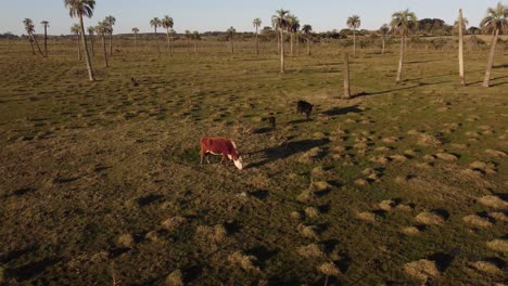 Cows-and-calf-graze-on-verdant-meadow-of-Black-Lagoon-or-Laguna-Negra-in-Uruguay