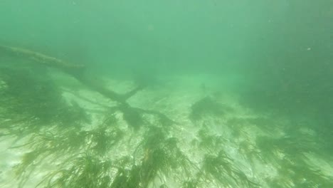 Underwater-freshwater-lake-river-spring-scenery-with-grass-and-algae-reflections-and-sun-beams-swimmers-legs-and-snorkeling-in-Florida-Ichetucknee-river-fish-and-alligators-5