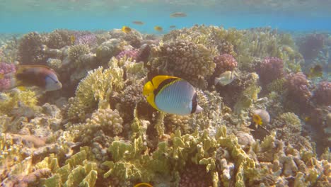 Gefütterte-Schmetterlingsfische-Schwimmen-In-Einem-Tropischen-Korallenriff,-Zeitlupe