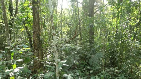 Tropischer-Atlantischer-Regenwald,-Grünes-üppiges-Laub,-Das-Vom-Sonnenlicht-Reflektiert-Wird