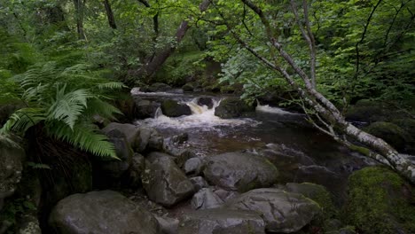 Scenic-view-of-a-stream-or-river-in-woodland-in-the-Lake-District-National-Park,-Cumbria,-England