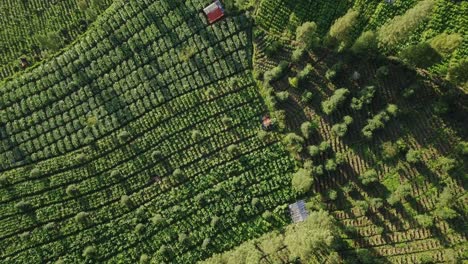 Aerial-birds-eye-flight-over-Tobacco-Plant-Cultivation-on-hill-in-Indonesia-at-sun