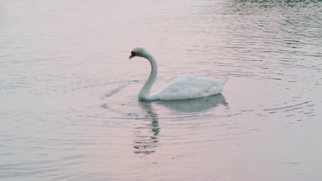Cisne-Mudo-En-El-Mar-Cerca-De-La-Orilla