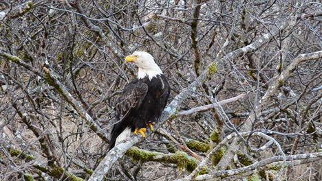 Ein-Einsamer-Adler-Sitzt-Auf-Der-Suche-Nach-Nahrung-Im-Dichten-Erlenbüschel-Von-Kodiak-Island-Alaska