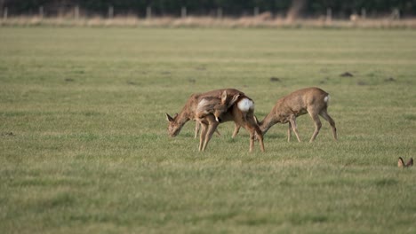 A-small-herd-of-roe-deer-in-a-beautiful-meadow-grazing-and-staying-alert
