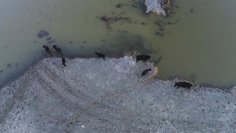 Herd-of-black-cows-drinking-brown-river-water-in-cold-winter,-aerial-top-down