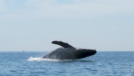 Humpback-Whale-jumps-out-of-the-water,-close-up-and-slow-motion,-steady-shot