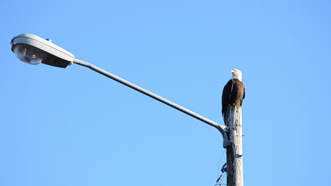 Un-águila-Calva-Solitaria-Se-Sienta-Encima-De-Una-Farola-En-La-Ciudad-De-La-Isla-De-Kodiak,-Alaska