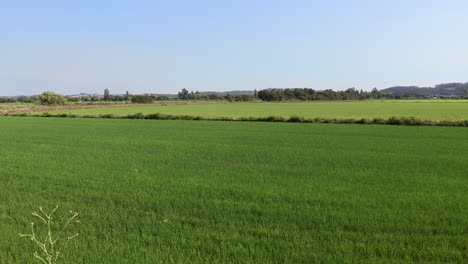 Große-Flächen-Kultivierter-Reisfelder,-Wo-Das-Grün-Der-Pflanze-Bereits-Unterschiedliche-Farben-Hat