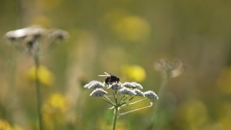Insecto-Descansando-Sobre-La-Flor-En-Las-Dunas-Durante-El-Día-Soleado,-Primer-Plano