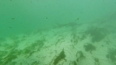Unterwasser-Süßwassersee-Fluss-Frühlingslandschaft-Mit-Gras--Und-Algenreflexionen-Und-Sonnenstrahlen-Schwimmerbeine-Und-Schnorcheln-In-Florida-Ichetucknee-Flussfischen-Und-Alligatoren-2