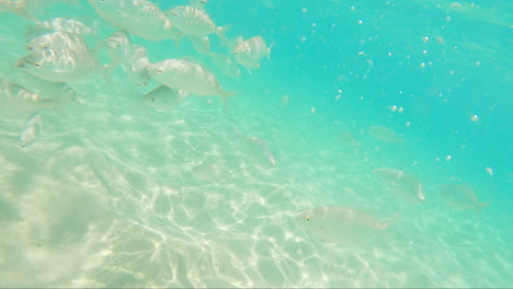 Different-Species-Of-Saltwater-Fish-Swimming-Underwater-In-The-Island-Of-Fuerteventura,-Spain