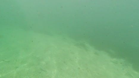 Unterwasser-Süßwassersee-Fluss-Frühlingslandschaft-Mit-Gras--Und-Algenreflexionen-Und-Sonnenstrahlen-Schwimmerbeine-Und-Schnorcheln-In-Florida-Ichetucknee-Flussfischen-Und-Alligatoren