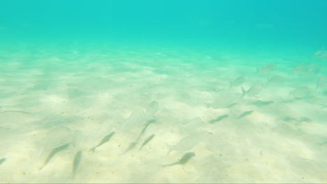 Gruppe-Von-Meeresfischen-Im-Tiefen-Meeresboden-Der-Insel-Fuerteventura,-Spanien---Auf-Den-Kanaren