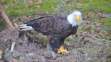 Un-águila-Calva-Hambrienta-En-Busca-De-Comida-En-La-Isla-De-Kodiak,-Alaska