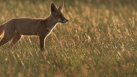 Tracking-shot-of-wild-red-fox-hunter-hunting-prey-in-grass-field-at-sunset-time,close-up-slow-motion