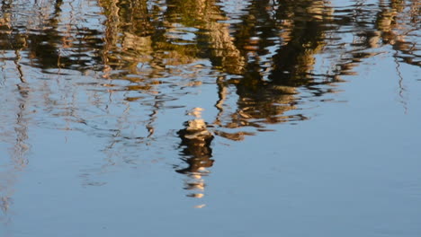Die-Spiegelung-Eines-Weißkopfseeadlers,-Der-In-Einem-Baum-Auf-Dem-Flusswasser-Unten-In-Der-Wildnis-Von-Kodiak-Island,-Alaska,-Thront