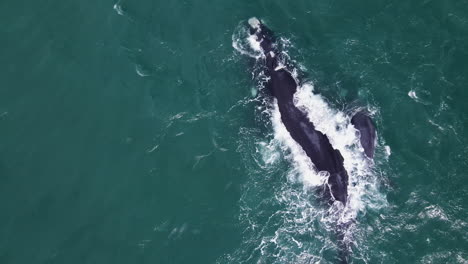 Big-Southern-Right-whale-blows-rainbow-with-lively-calf-swimming-along