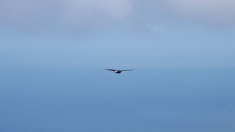 Un-águila-Calva-Solitaria-Vuela-Con-Gracia-Sobre-Las-Montañas-Y-Las-Aguas-Oceánicas-De-La-Isla-De-Kodiak,-Alaska