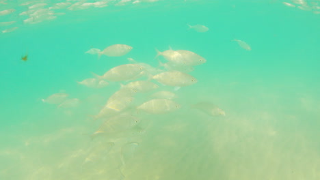 Aquatic-Sea-Fishes-Undersea-Of-Fuerteventura-Island-In-The-Atlantic-Ocean,-Spain