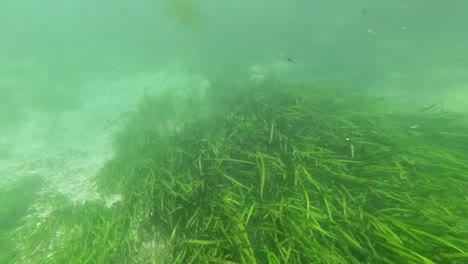 Underwater-freshwater-lake-river-spring-scenery-with-grass-and-algae-reflections-and-sunbeams-swimmers-legs-and-snorkeling-in-Florida-Ichutecknee-river-fish-and-alligators-1