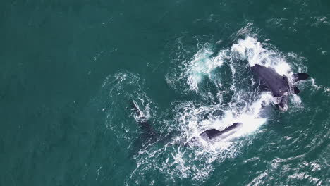 Playful-whale-calf-rolls-on-top-of-its-mom-that's-upside-down,-aerial