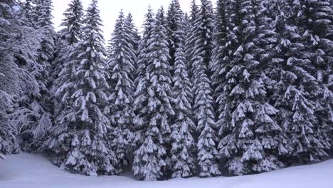 Man-Walking-in-the-Snow-at-the-Edge-of-a-Pine-Tree-Forest-and-Looking-for-a-Spot-to-Camp-during-Snowfall