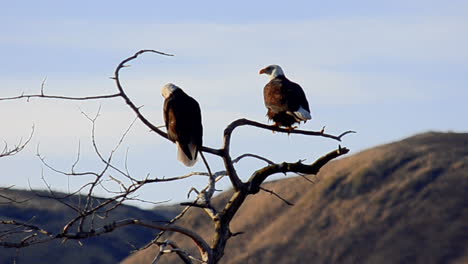 Una-Pareja-De-águilas-Calvas-Se-Sienta-En-Lo-Alto-De-Un-árbol-Con-Vistas-Al-Desierto-De-La-Isla-De-Kodiak,-Alaska