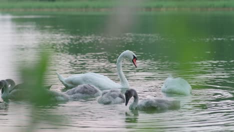 Two-mute-swans-and-their-cygnets-eating-underwater-plants-near-the-shore