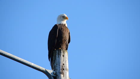 Un-águila-Calva-Solitaria-Se-Alza-Sobre-Una-Farola-En-La-Ciudad-De-La-Isla-De-Kodiak,-Alaska