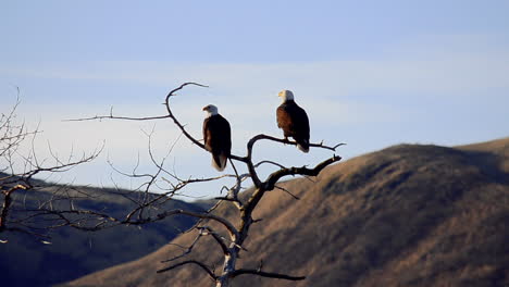 A-pair-of-bald-eagles-sit-perched-in-a-tree-overlooking-the-mountains-and-wilderness-of-Kodiak-Island-Alaska
