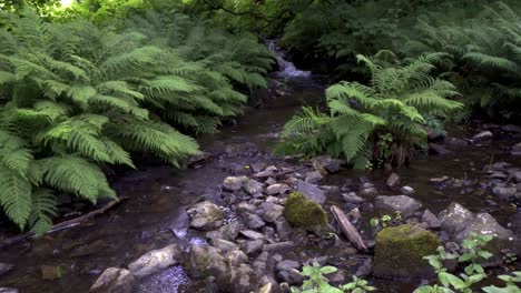 Beautiful-quiet-stream-and-ferns-in-Cumbrian-Woods-forest